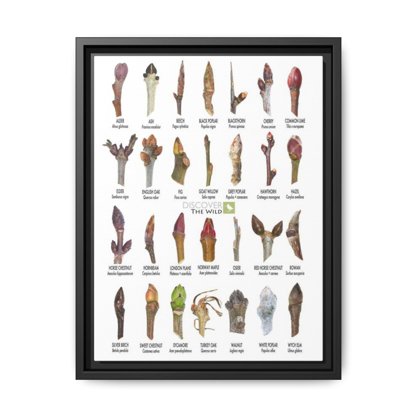 Tree Buds Identification Poster, Different Tree Species Chart Vertical Poster