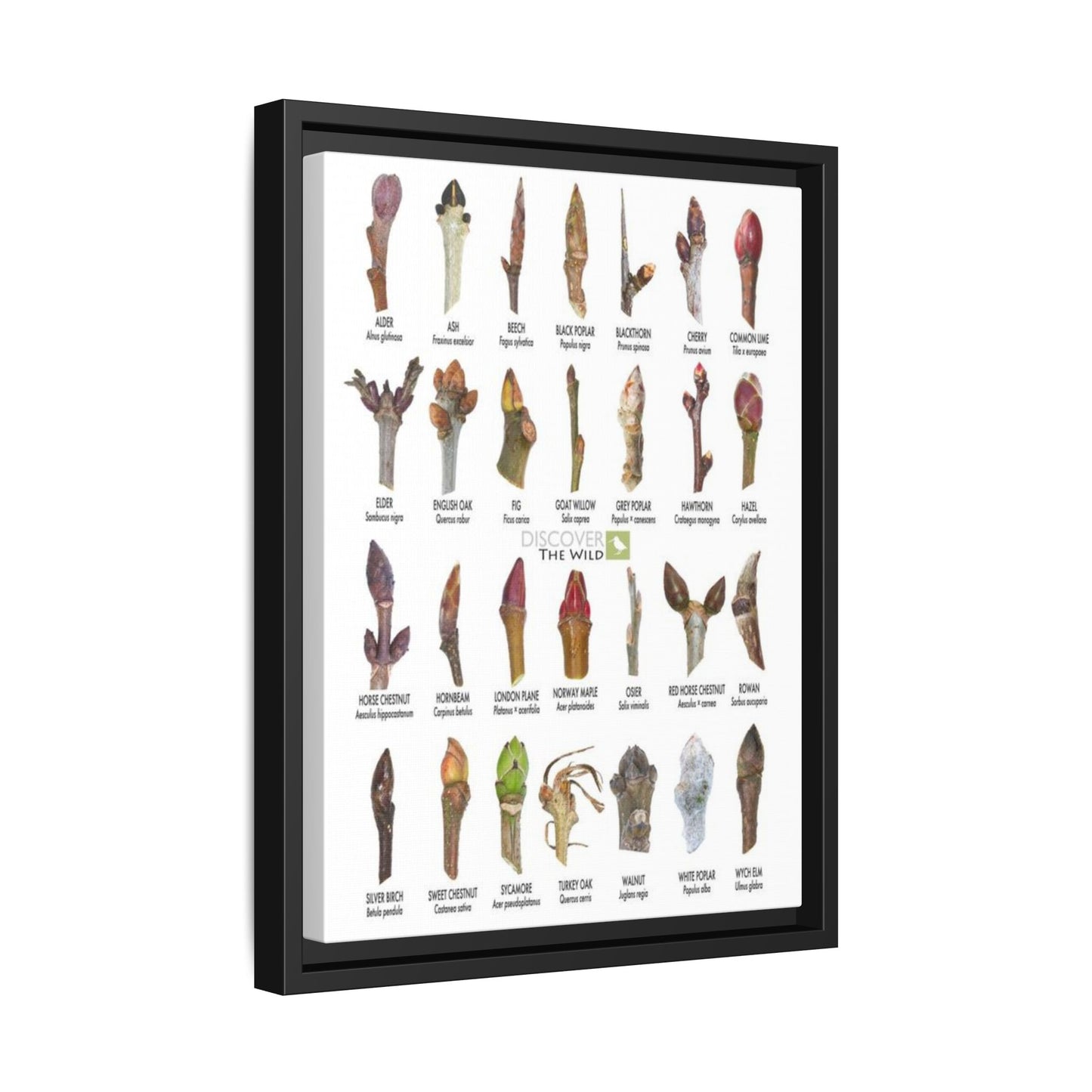 Tree Buds Identification Poster, Different Tree Species Chart Vertical Poster