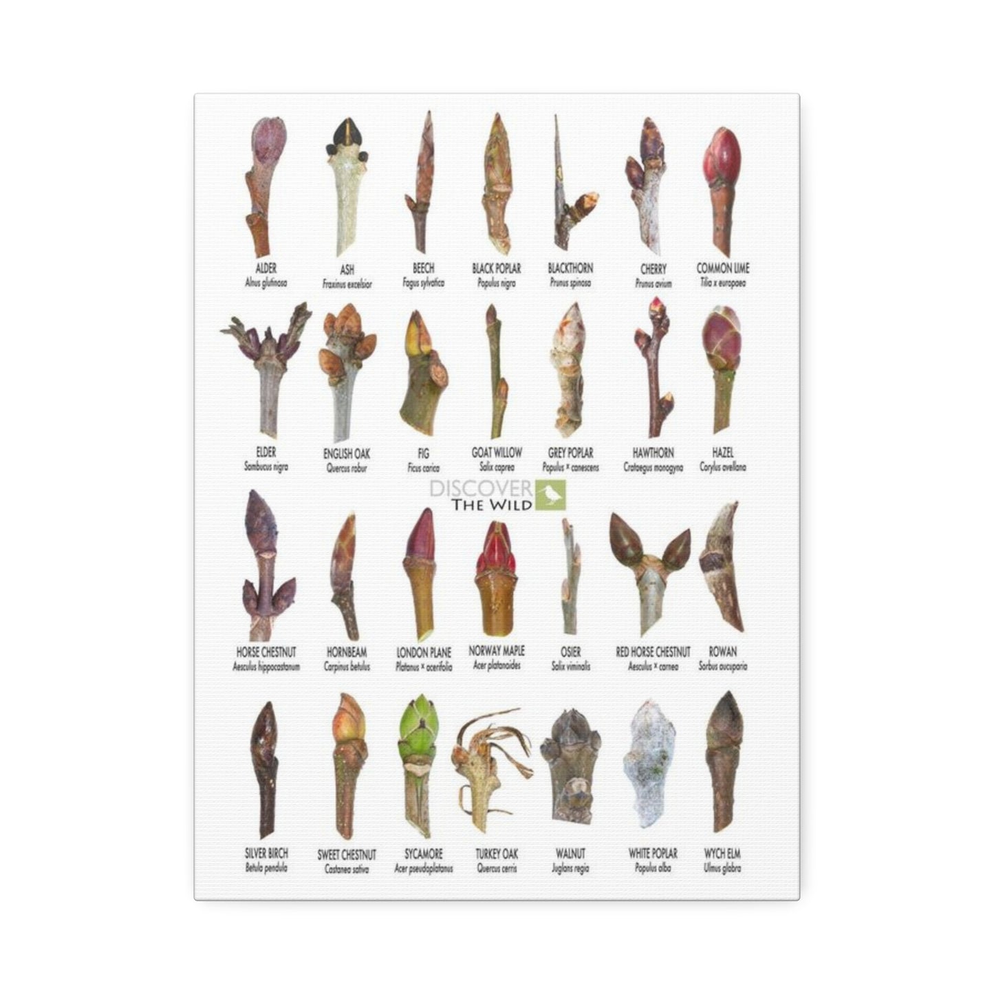 Tree Buds Identification Poster, Different Tree Species Chart Vertical Poster