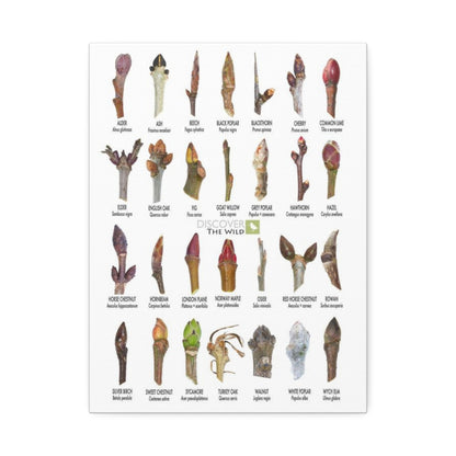 Tree Buds Identification Poster, Different Tree Species Chart Vertical Poster