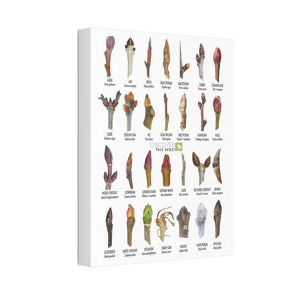 Tree Buds Identification Poster, Different Tree Species Chart Vertical Poster