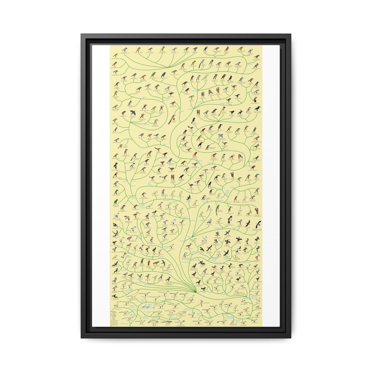 Tree Of Birds Species Identification Poster, Bird Evolution Guide Vertical Poster