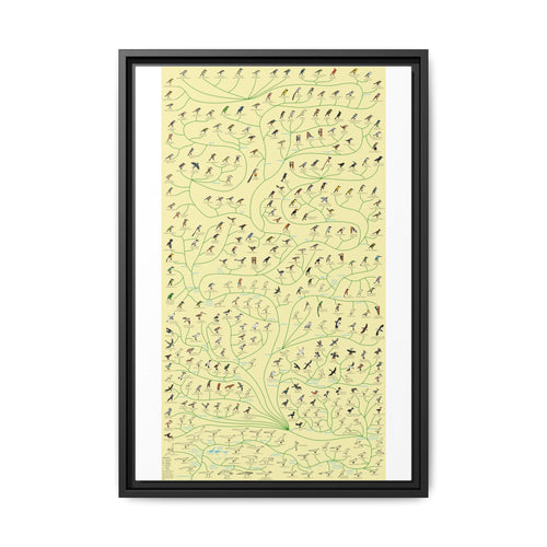 Tree Of Birds Species Identification Poster, Bird Evolution Guide Vertical Poster