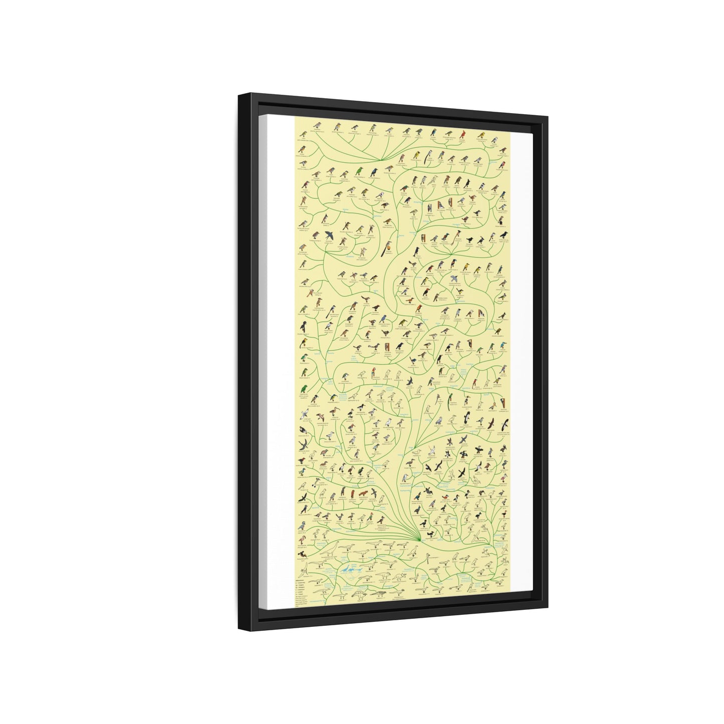 Tree Of Birds Species Identification Poster, Bird Evolution Guide Vertical Poster