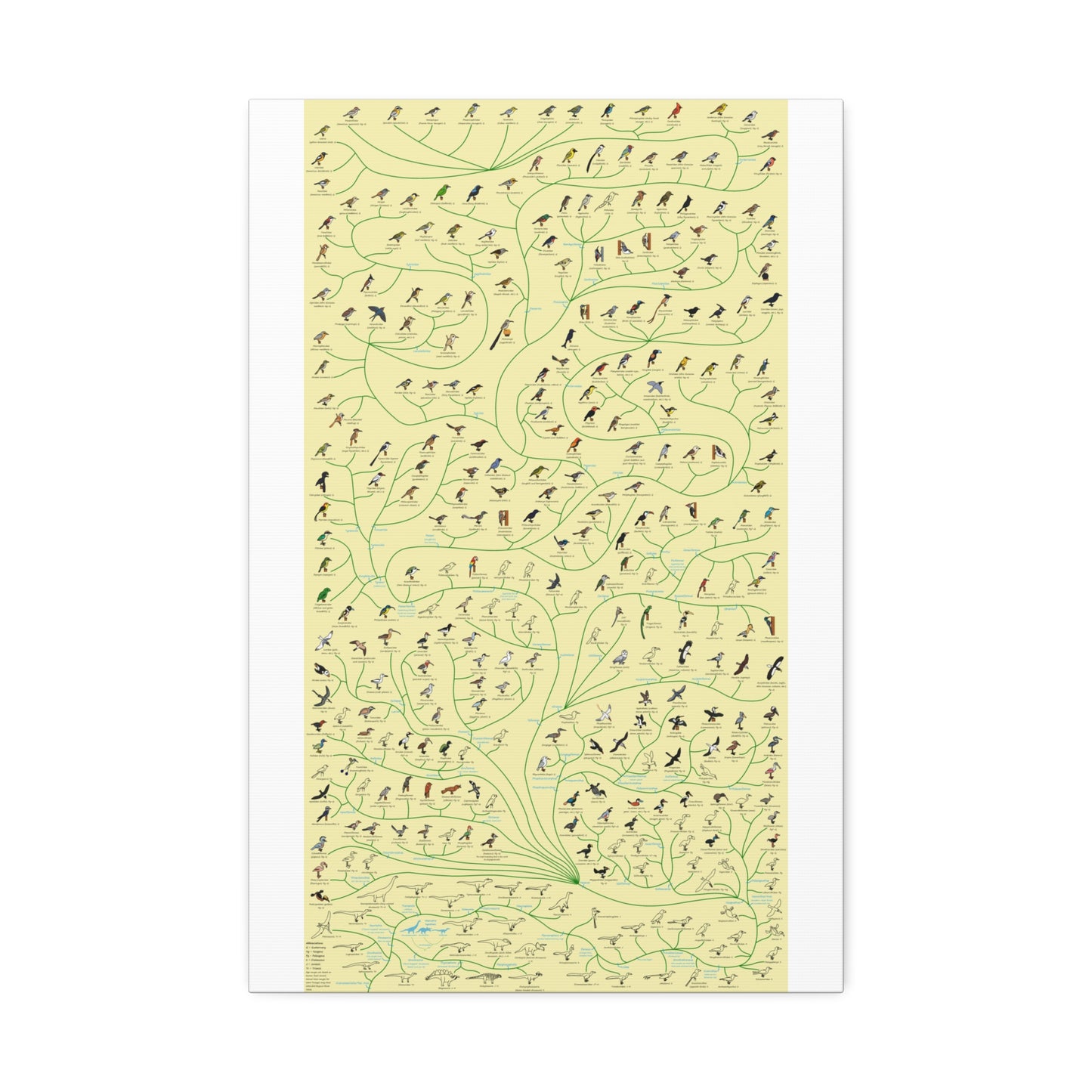 Tree Of Birds Species Identification Poster, Bird Evolution Guide Vertical Poster