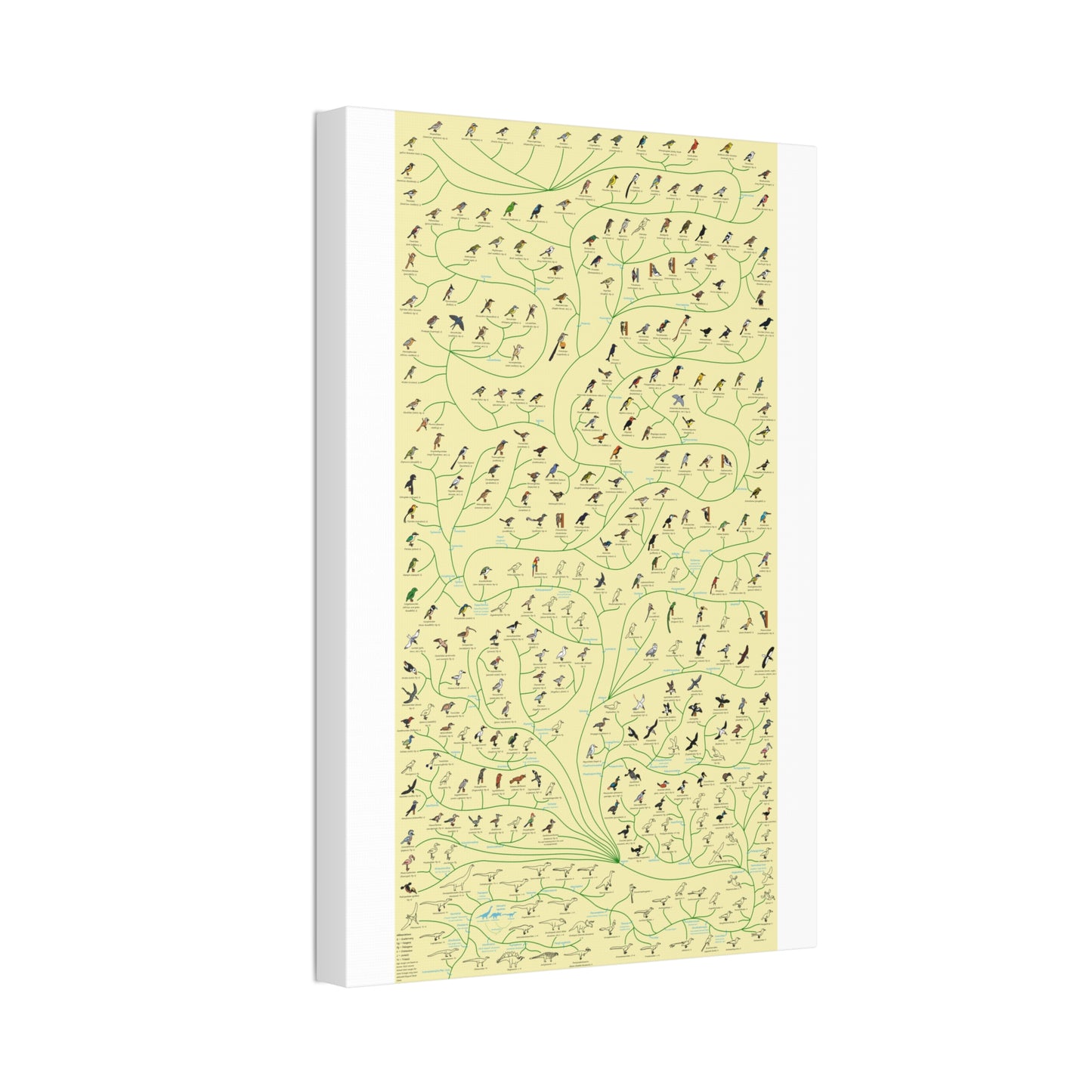 Tree Of Birds Species Identification Poster, Bird Evolution Guide Vertical Poster