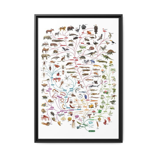 Tree of Life Poster, Evolution of Life on Earth, Illustrated Species Classification Chart, Educational Science Wall Art Canvas Print
