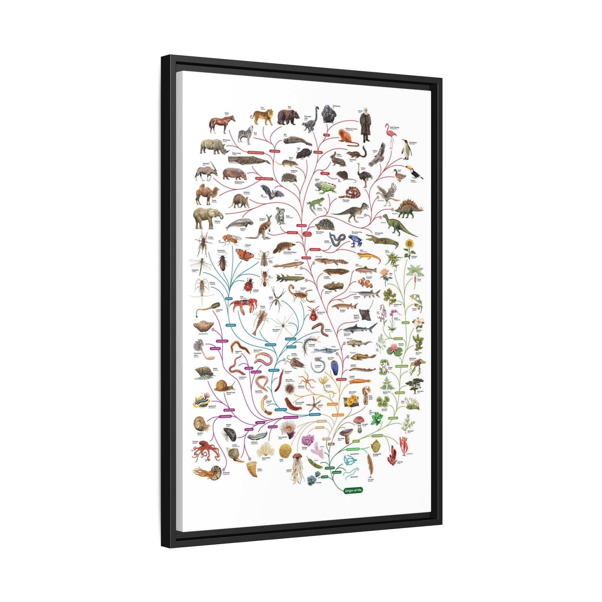 Tree of Life Poster, Evolution of Life on Earth, Illustrated Species Classification Chart, Educational Science Wall Art Canvas Print