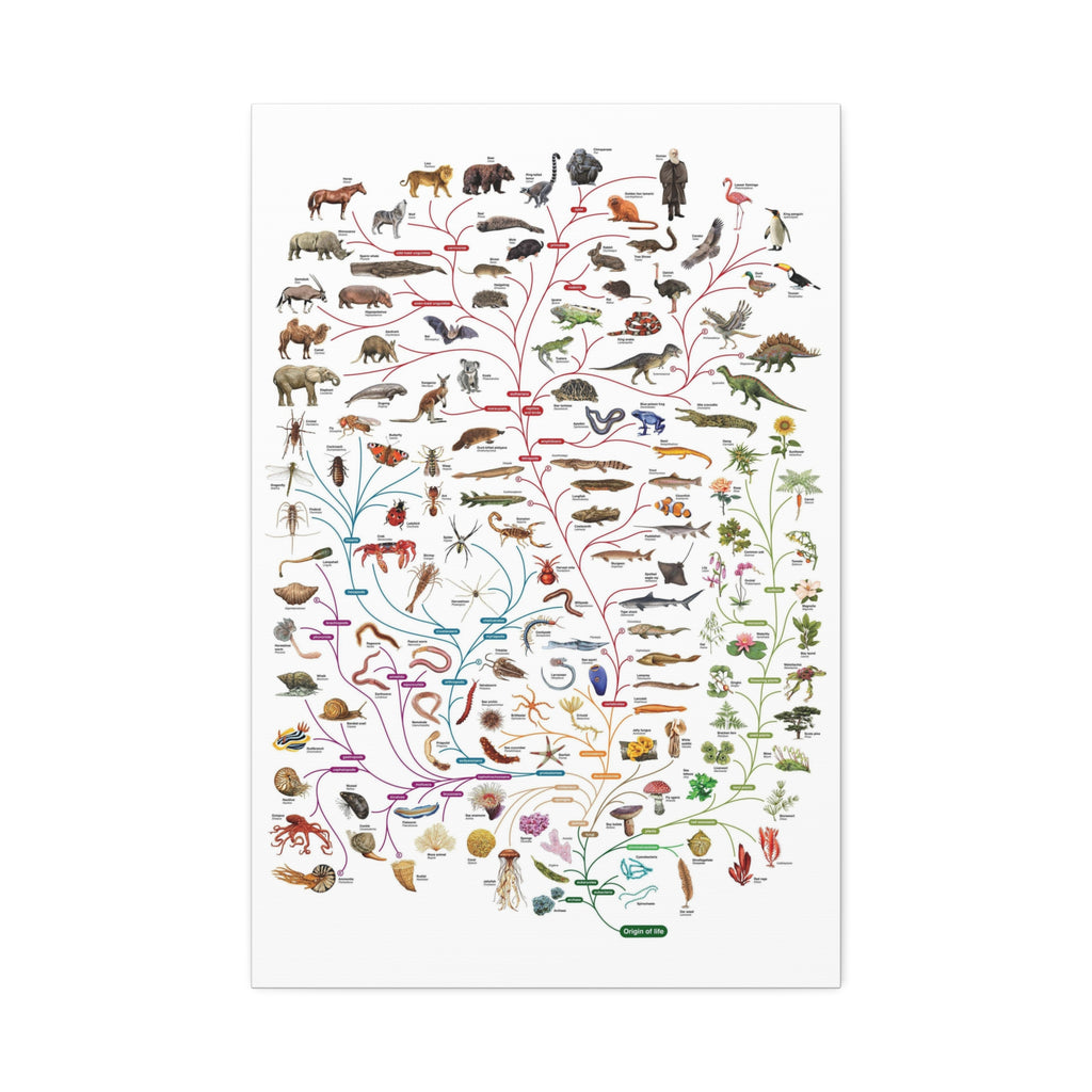 Tree of Life Poster, Evolution of Life on Earth, Illustrated Species Classification Chart, Educational Science Wall Art Canvas Print