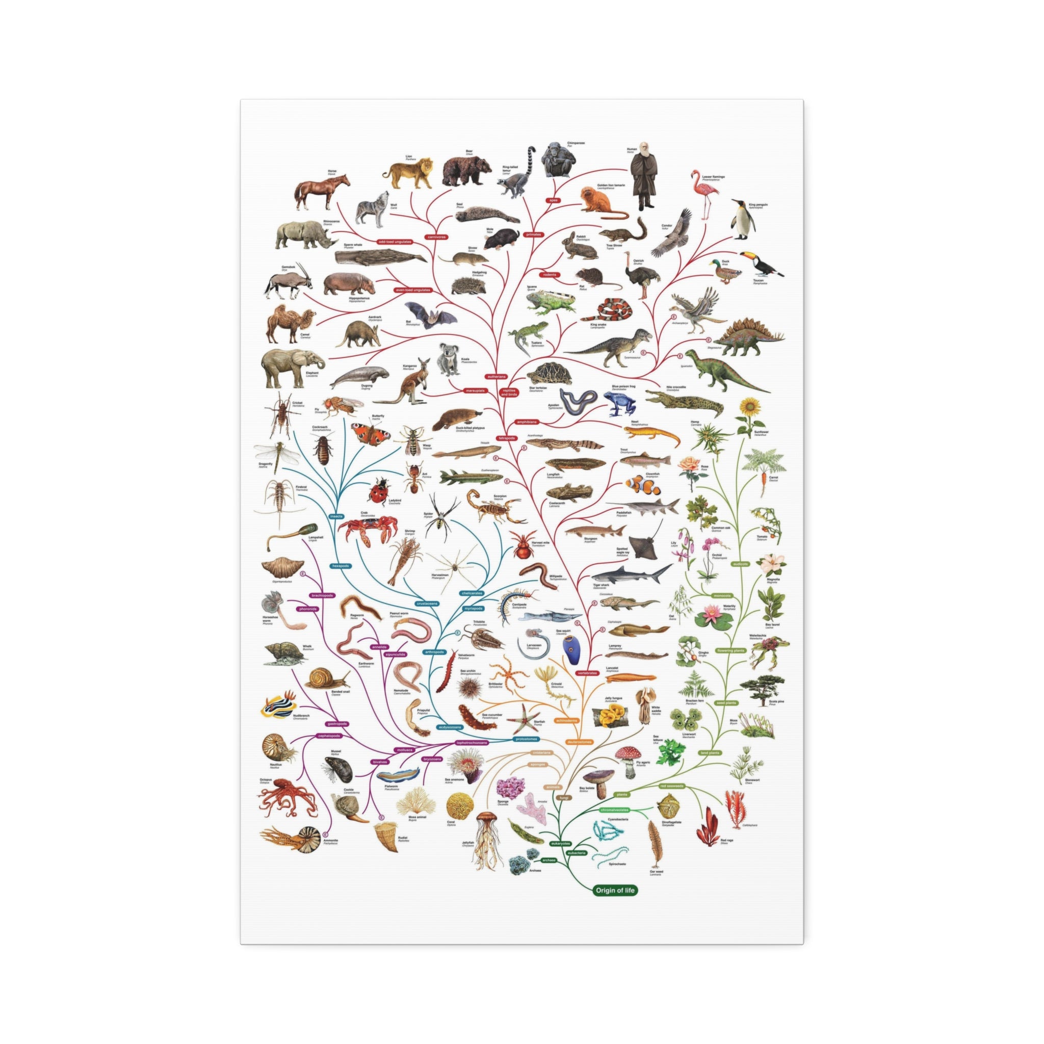 Tree of Life Poster, Evolution of Life on Earth, Illustrated Species Classification Chart, Educational Science Wall Art Canvas Print