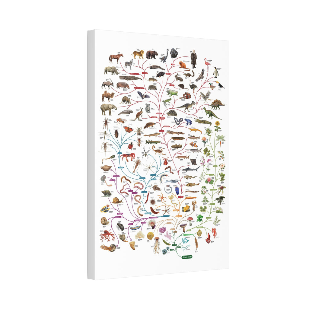 Tree of Life Poster, Evolution of Life on Earth, Illustrated Species Classification Chart, Educational Science Wall Art Canvas Print