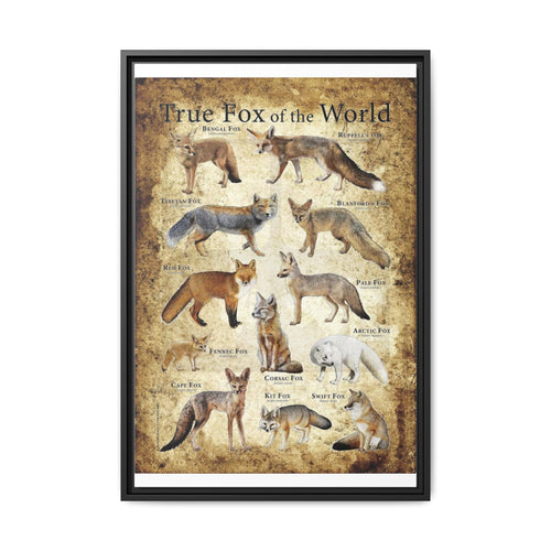 True Fox Of The World Bengal Fox Ruppell's Vertical Canvas And Poster
