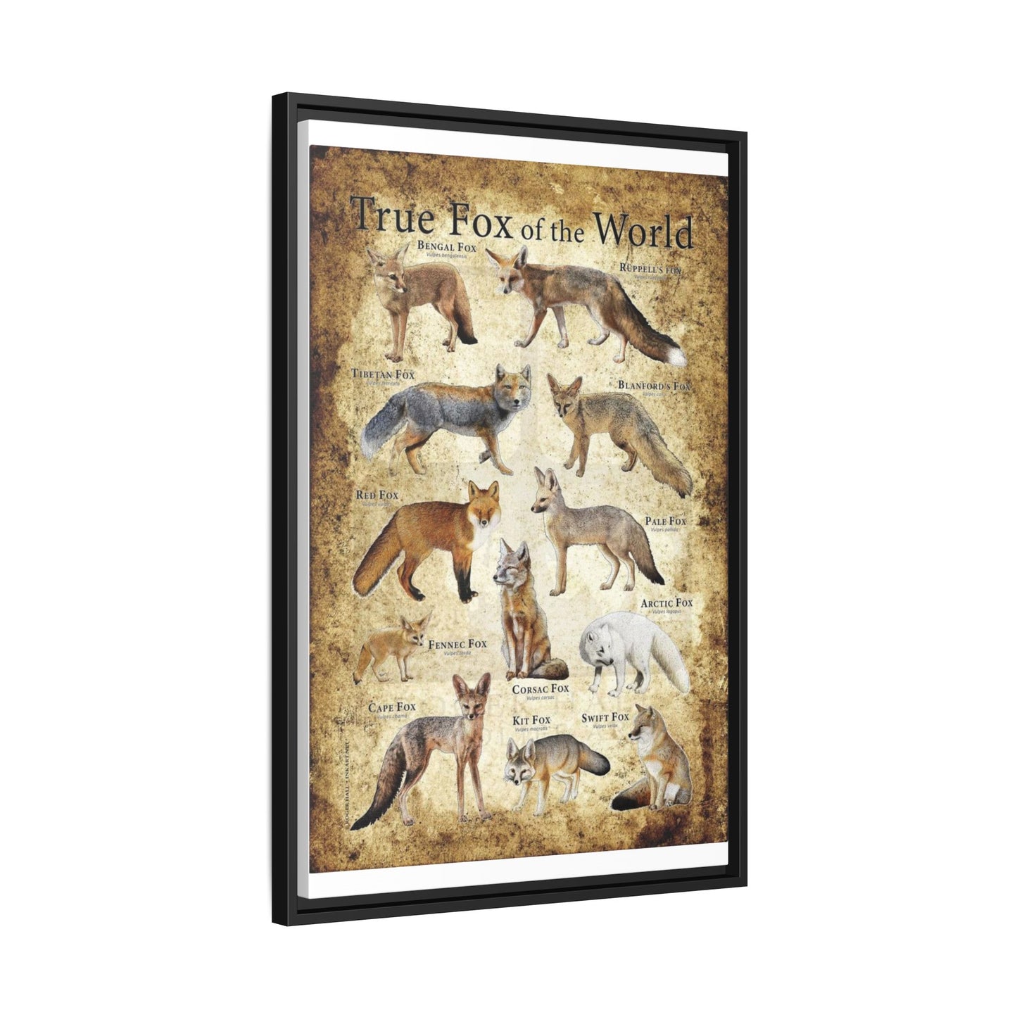 True Fox Of The World Bengal Fox Ruppell's Vertical Canvas And Poster
