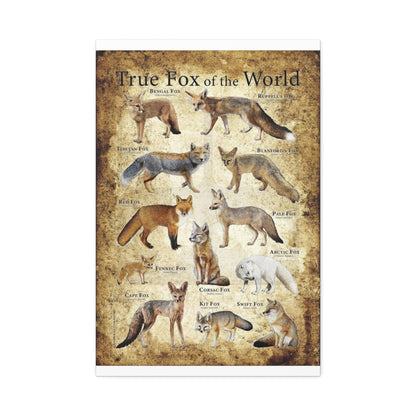 True Fox Of The World Bengal Fox Ruppell's Vertical Canvas And Poster