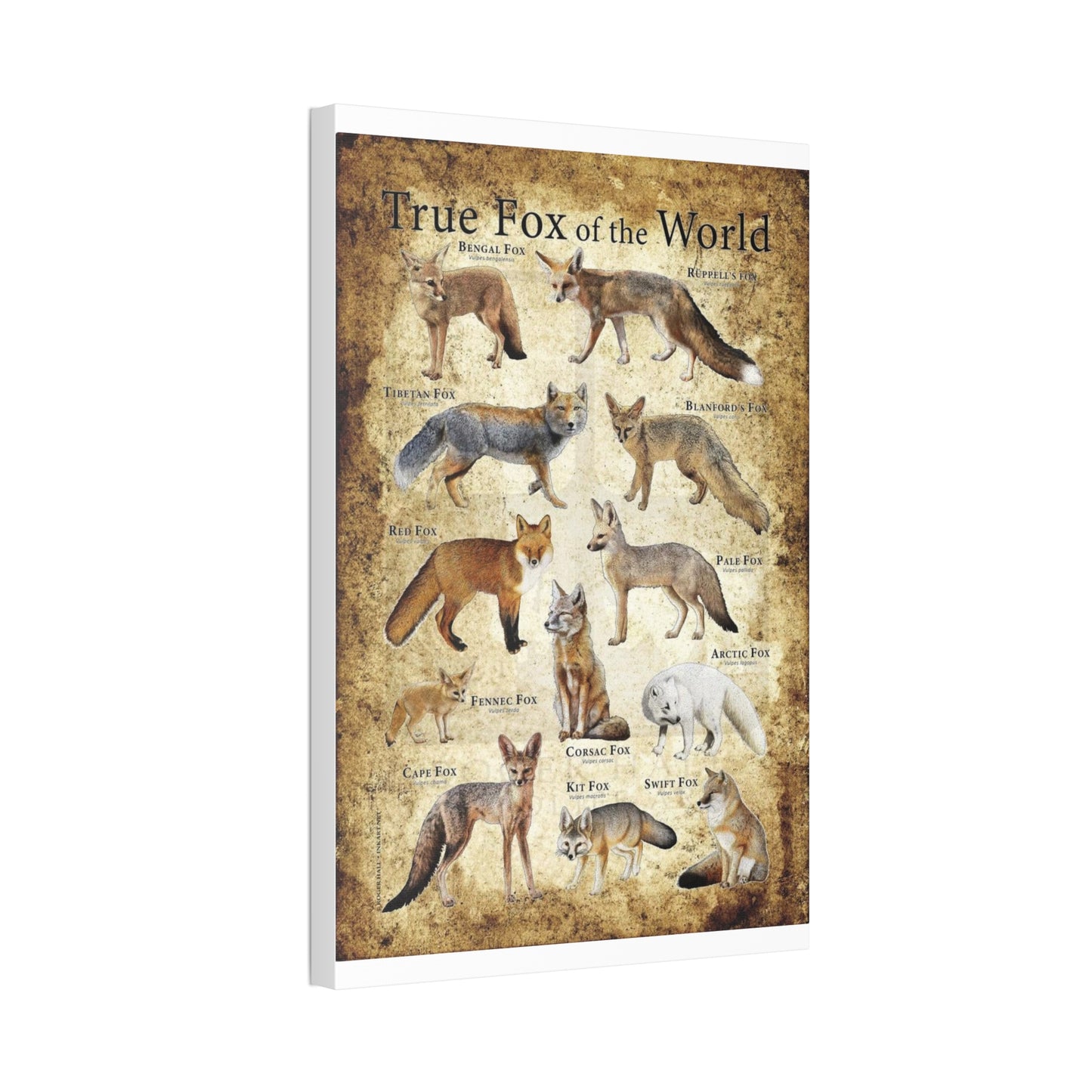 True Fox Of The World Bengal Fox Ruppell's Vertical Canvas And Poster