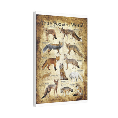 True Fox Of The World Bengal Fox Ruppell's Vertical Canvas And Poster