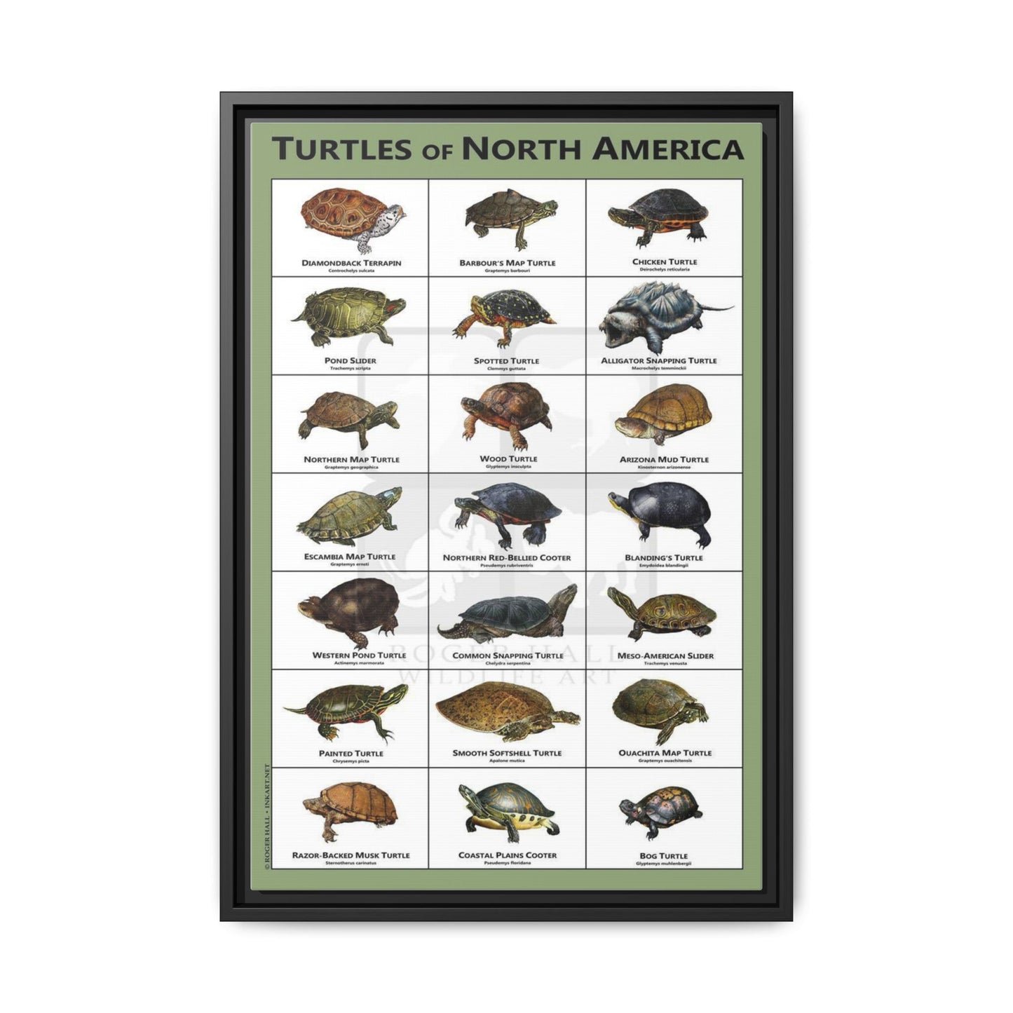 Turtles Of North America Turtle Species Identification Poster, Reptile Wildlife Guide Vertical Poster