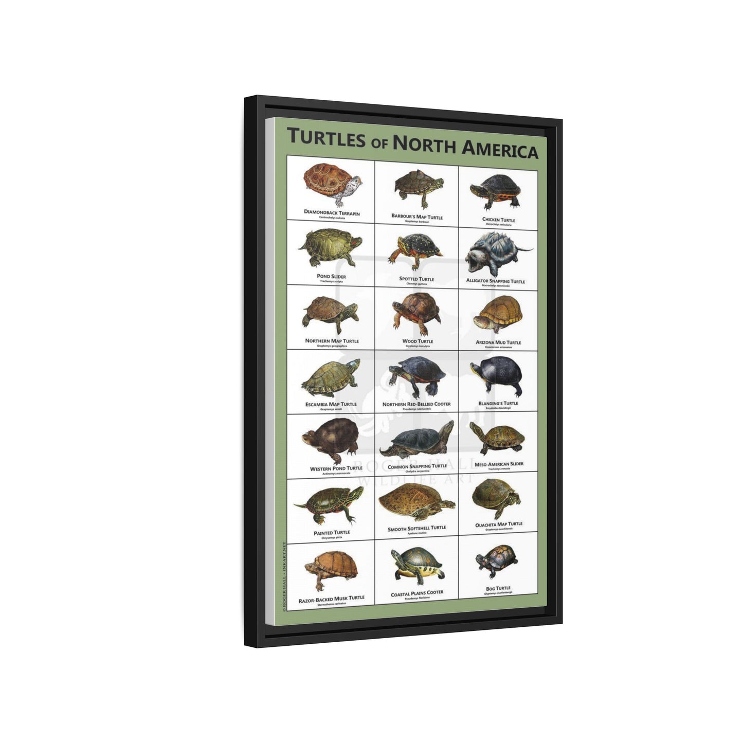 Turtles Of North America Turtle Species Identification Poster, Reptile Wildlife Guide Vertical Poster