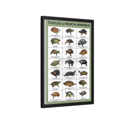 Turtles Of North America Turtle Species Identification Poster, Reptile Wildlife Guide Vertical Poster