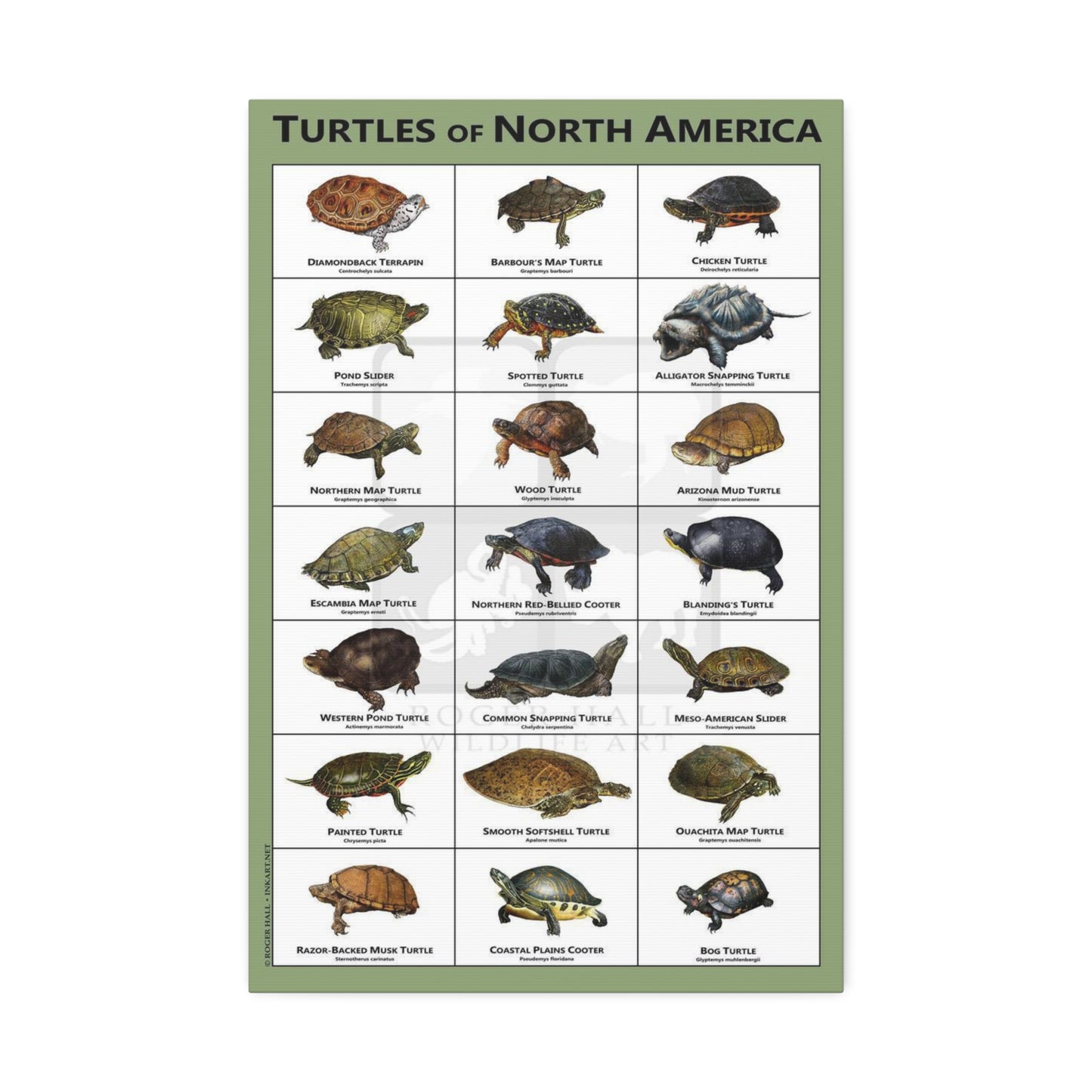 Turtles Of North America Turtle Species Identification Poster, Reptile Wildlife Guide Vertical Poster