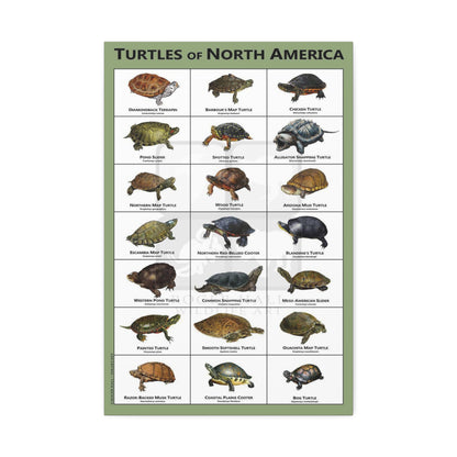 Turtles Of North America Turtle Species Identification Poster, Reptile Wildlife Guide Vertical Poster