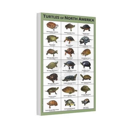 Turtles Of North America Turtle Species Identification Poster, Reptile Wildlife Guide Vertical Poster
