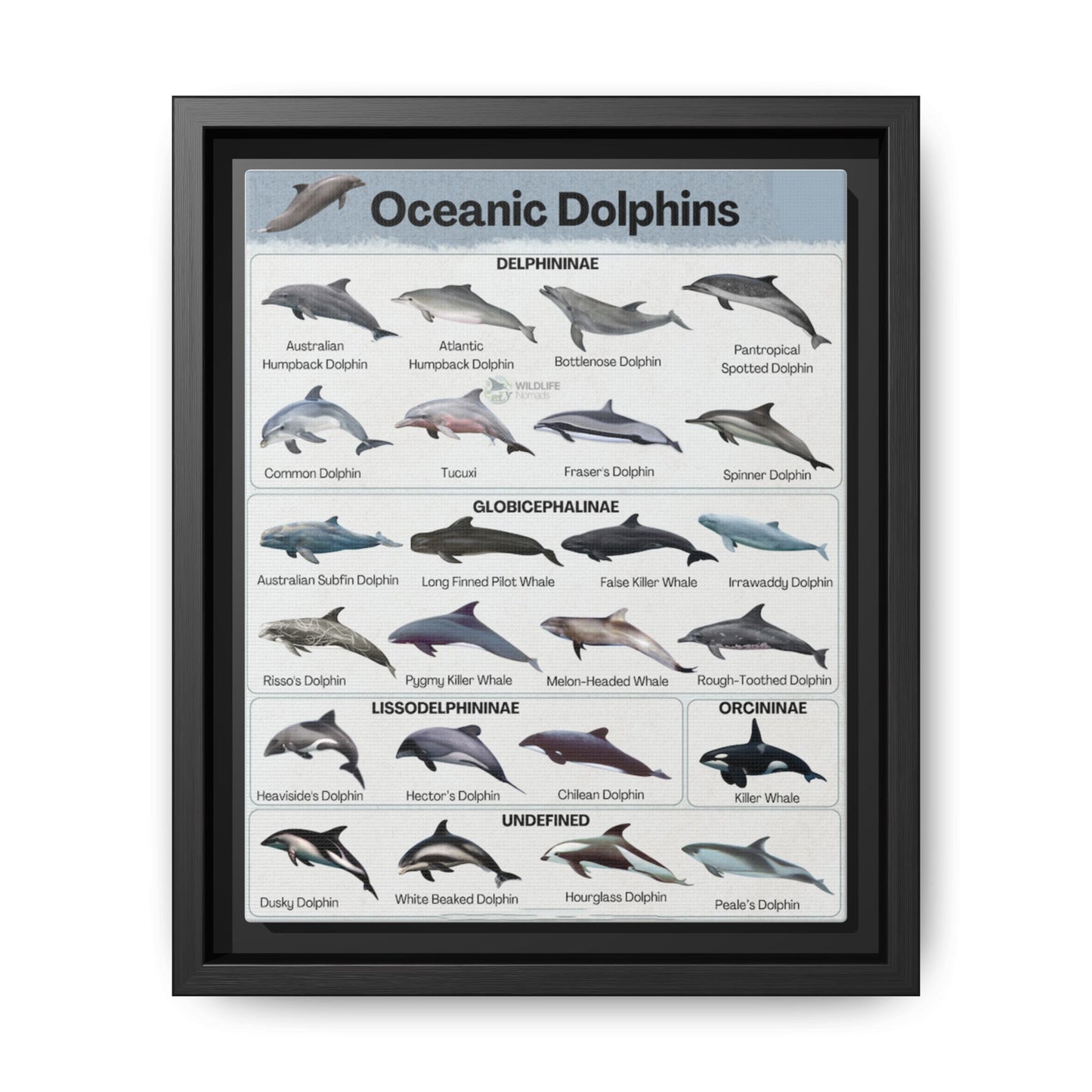 Type Of Oceanic Dolphins Delphininae, Globicephalinae, Lissodelphininae, Orcininae Undefined Vertical Canvas And Poster