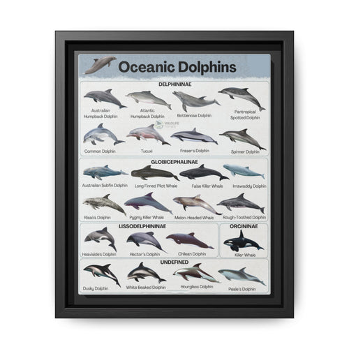 Type Of Oceanic Dolphins Delphininae, Globicephalinae, Lissodelphininae, Orcininae Undefined Vertical Canvas And Poster