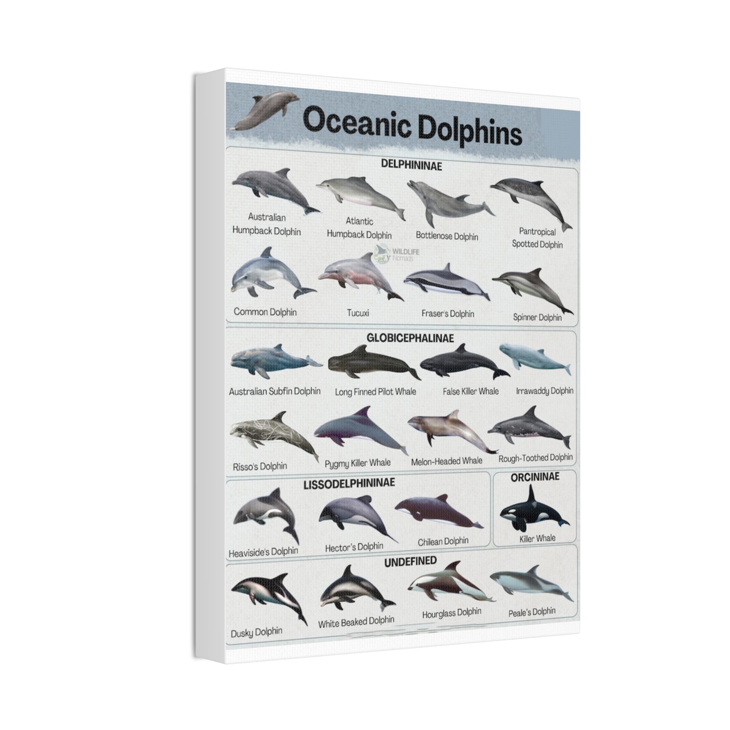 Type Of Oceanic Dolphins Delphininae, Globicephalinae, Lissodelphininae, Orcininae Undefined Vertical Canvas And Poster