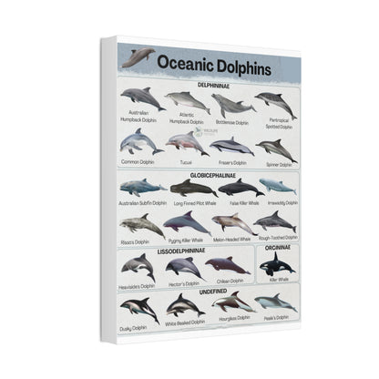 Type Of Oceanic Dolphins Delphininae, Globicephalinae, Lissodelphininae, Orcininae Undefined Vertical Canvas And Poster