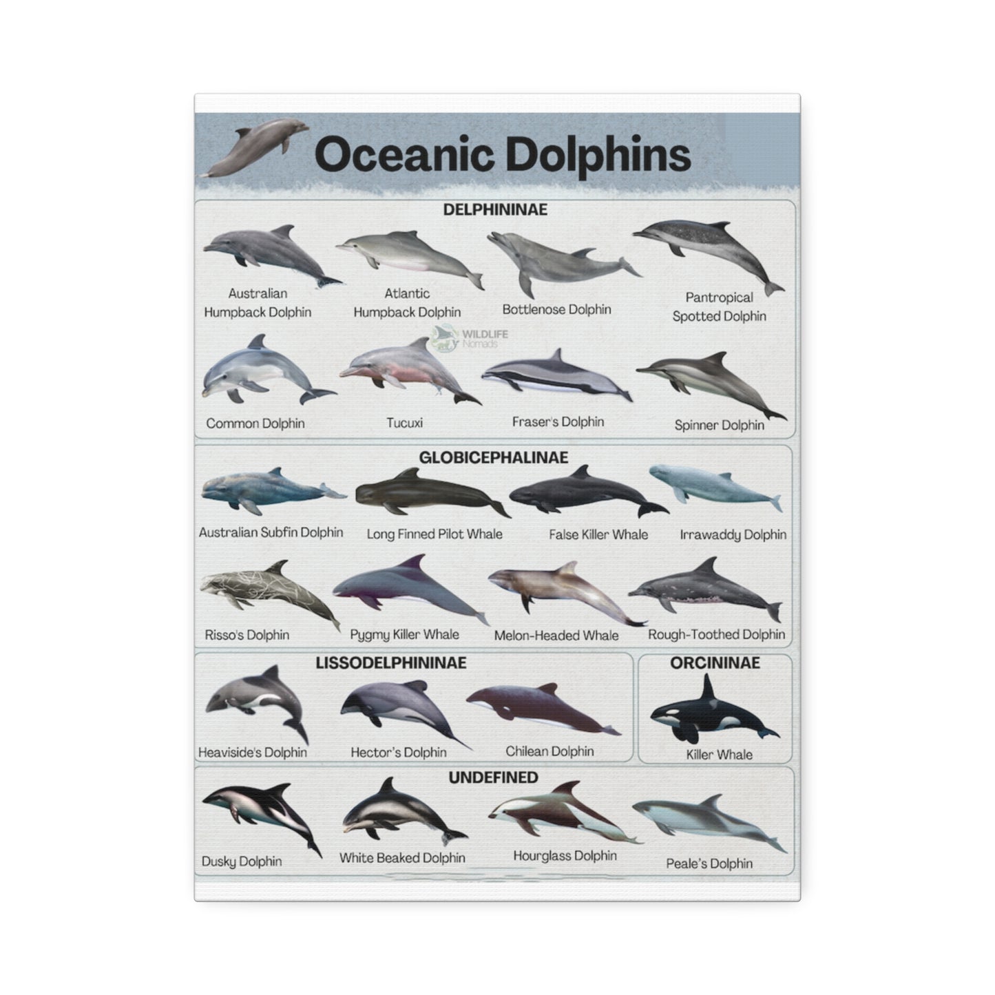 Type Of Oceanic Dolphins Delphininae, Globicephalinae, Lissodelphininae, Orcininae Undefined Vertical Canvas And Poster