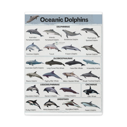 Type Of Oceanic Dolphins Delphininae, Globicephalinae, Lissodelphininae, Orcininae Undefined Vertical Canvas And Poster