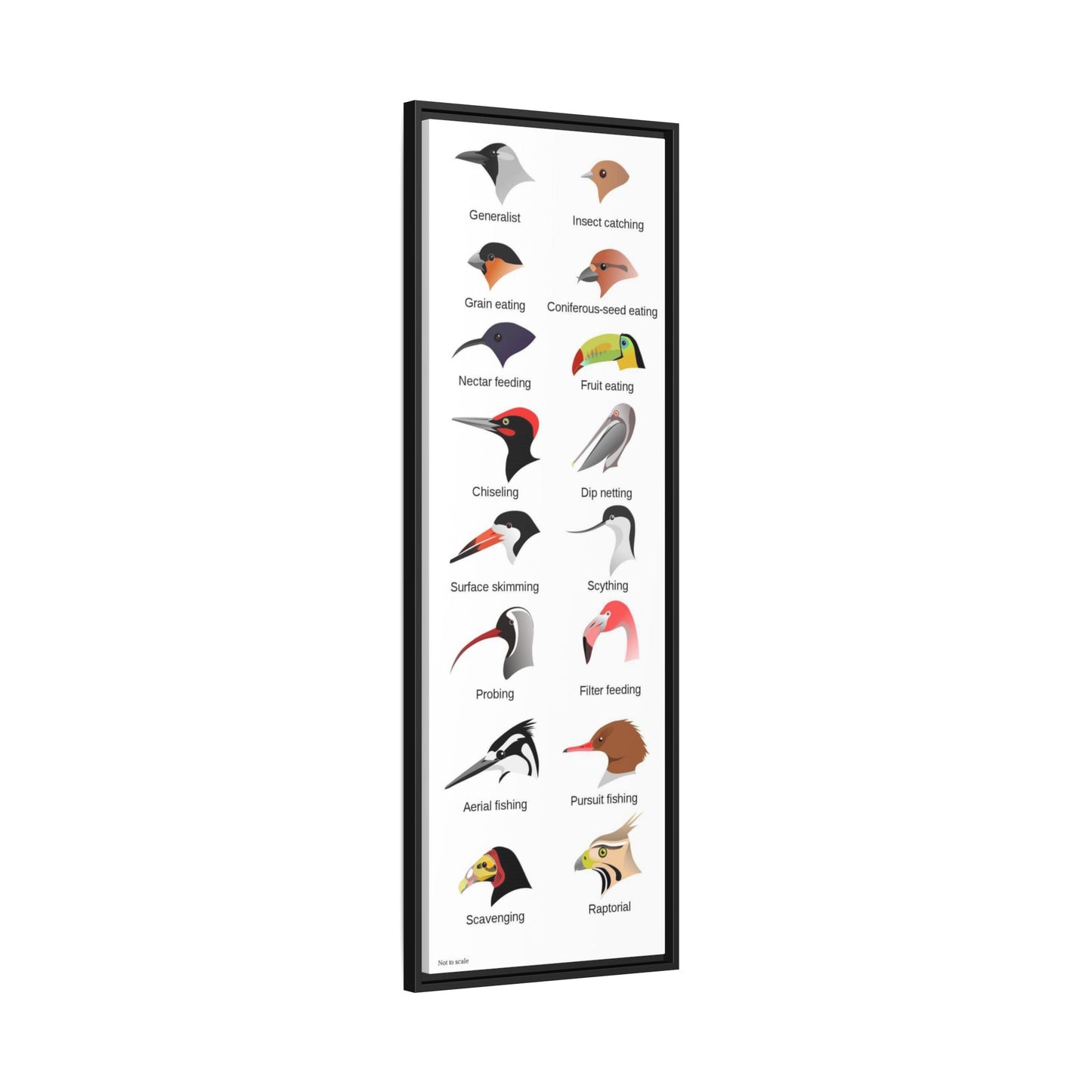 Types Of Bird Beaks And Feeding Adaptations Poster, Wildlife Guide Vertical Poster
