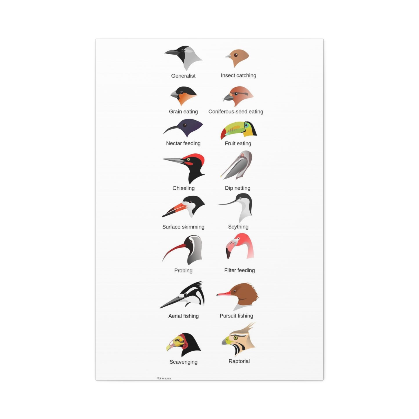 Types Of Bird Beaks And Feeding Adaptations Poster, Wildlife Guide Vertical Poster
