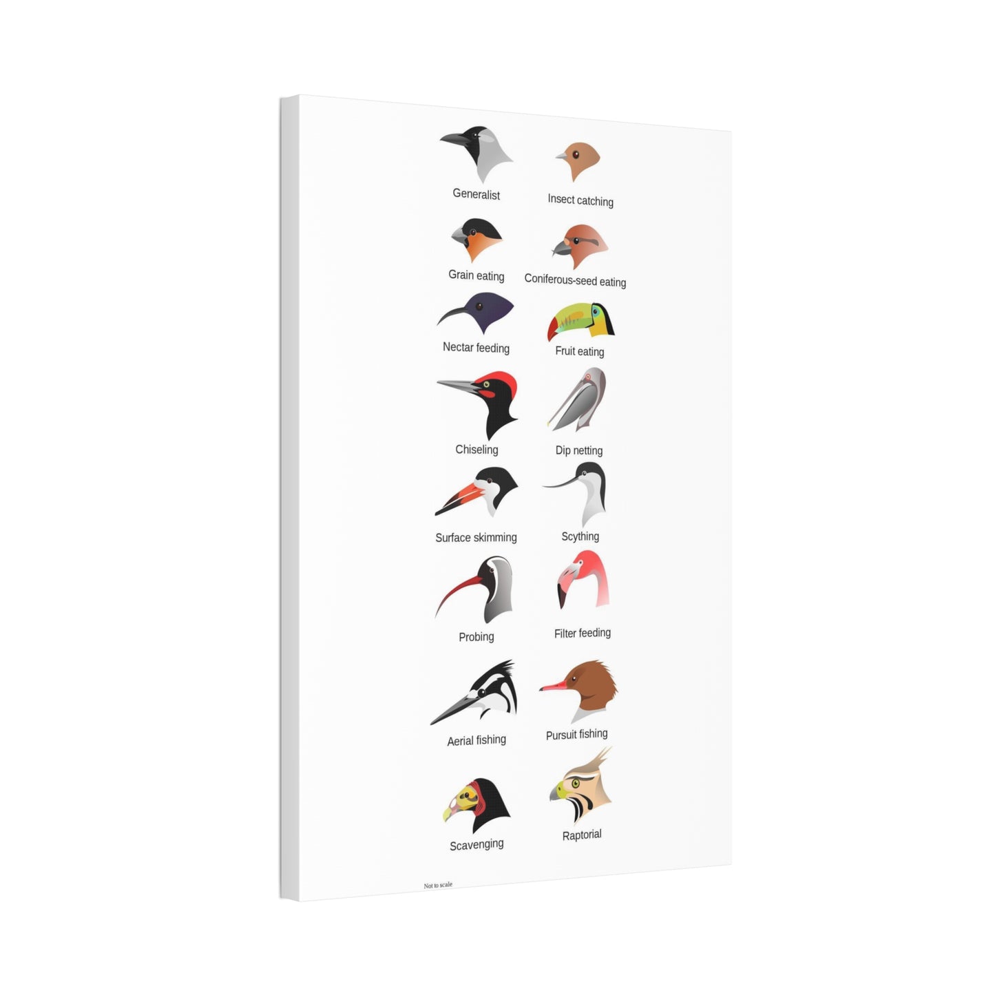 Types Of Bird Beaks And Feeding Adaptations Poster, Wildlife Guide Vertical Poster