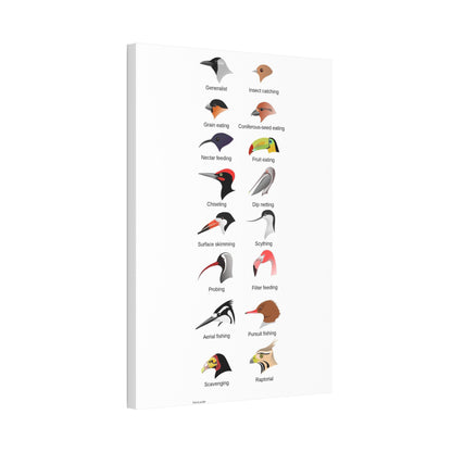 Types Of Bird Beaks And Feeding Adaptations Poster, Wildlife Guide Vertical Poster