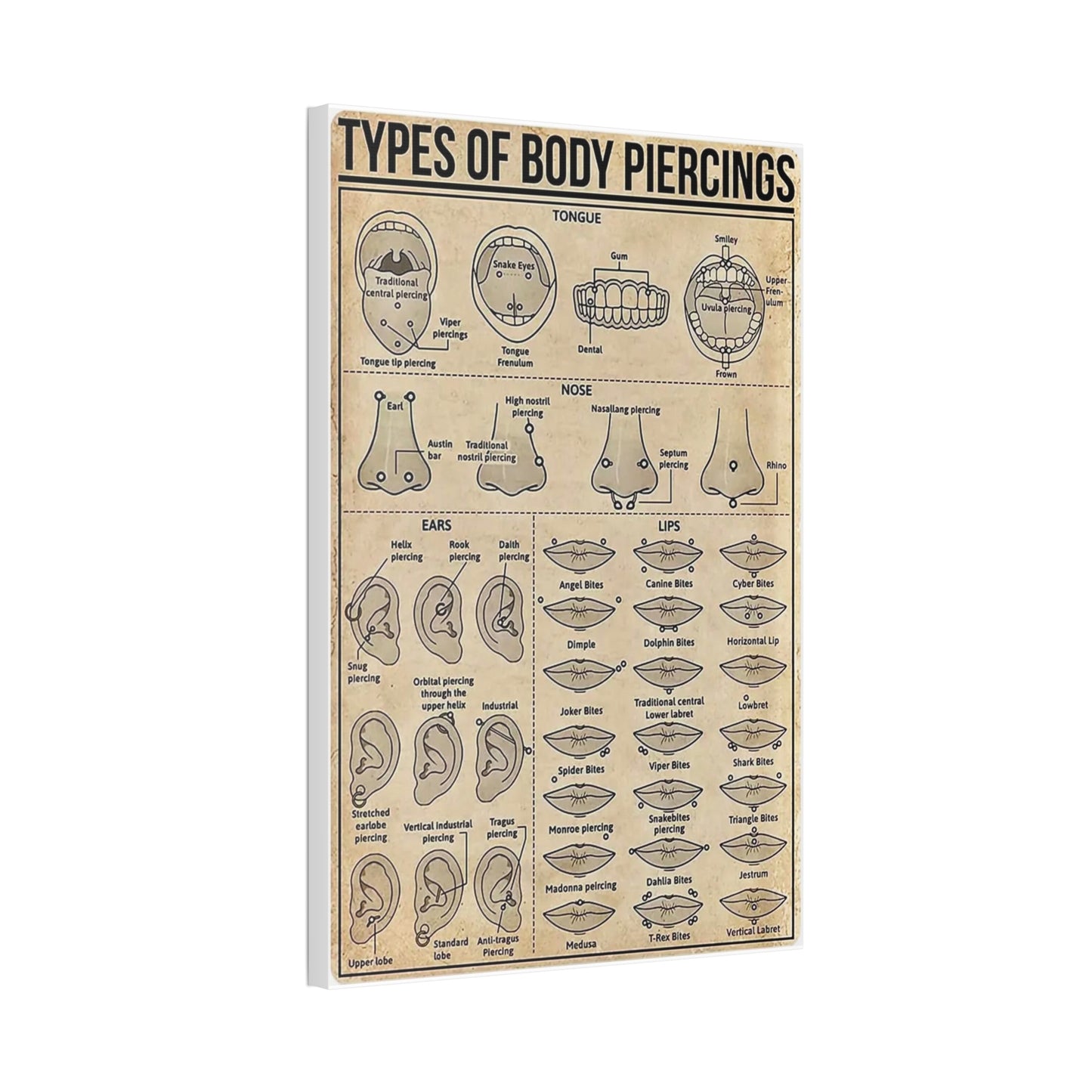 Types Of Body Piercings Guide Poster, Different Piercing Locations Chart Vertical Poster