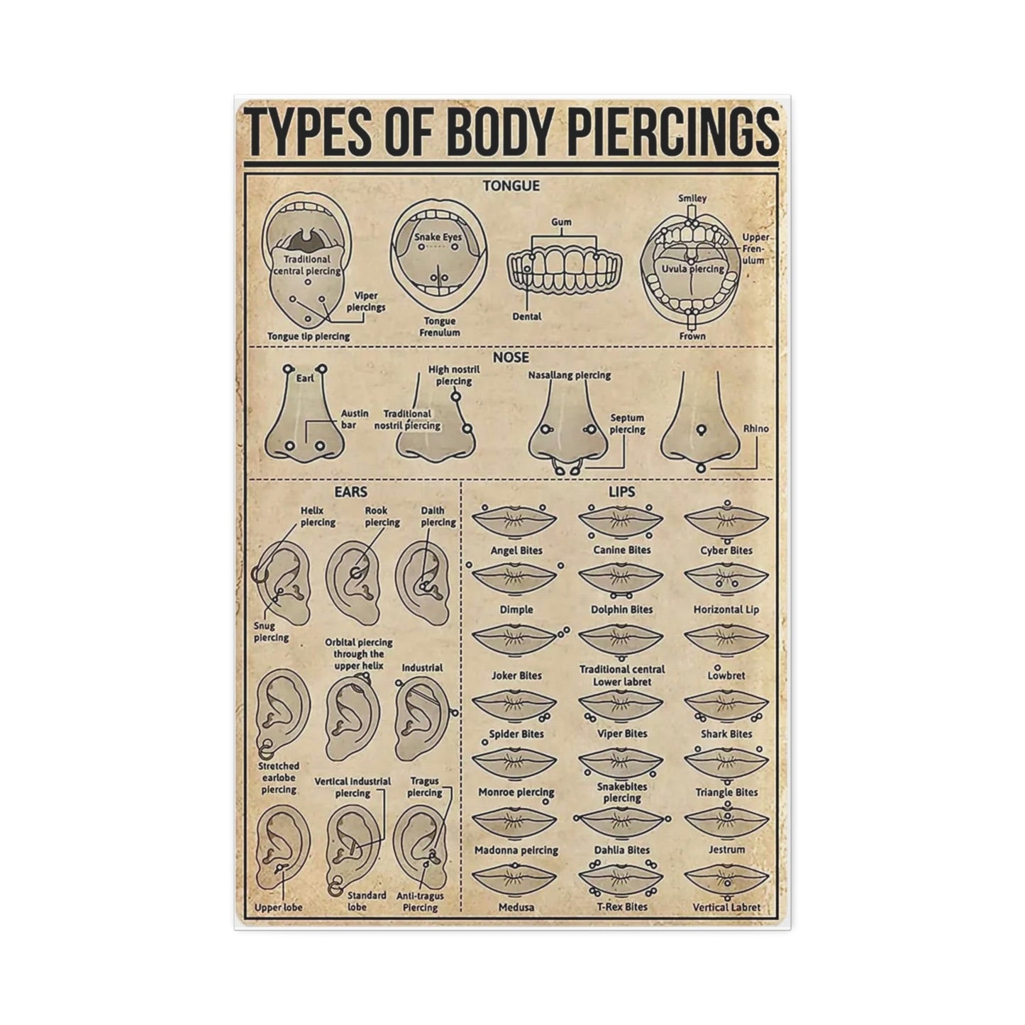 Types Of Body Piercings Guide Poster, Different Piercing Locations Chart Vertical Poster