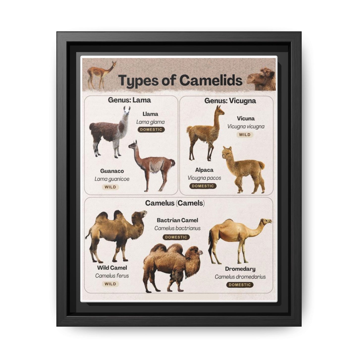 Types Of Camelids Vertical Poster
