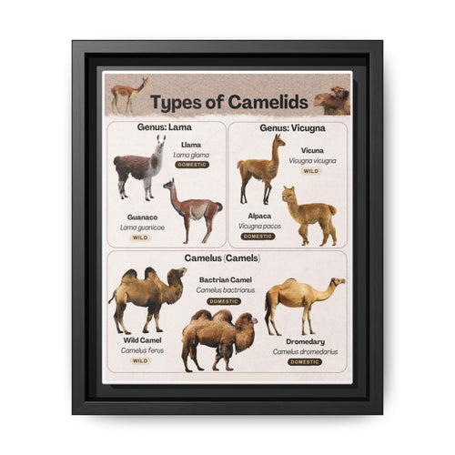 Types Of Camelids Vertical Poster