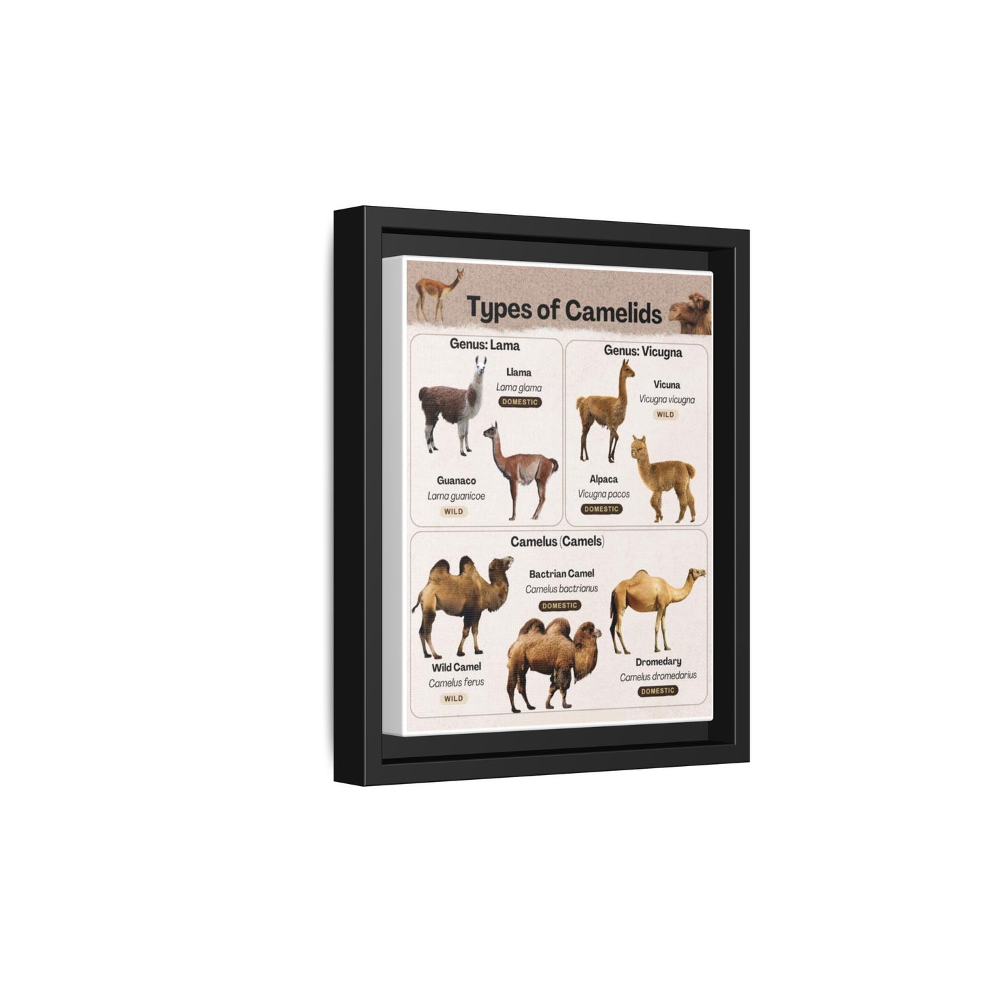 Types Of Camelids Vertical Poster