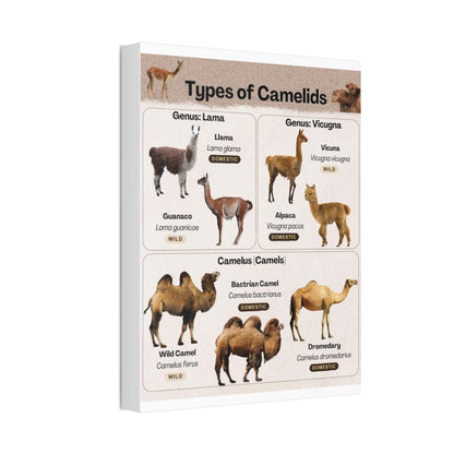 Types Of Camelids Vertical Poster