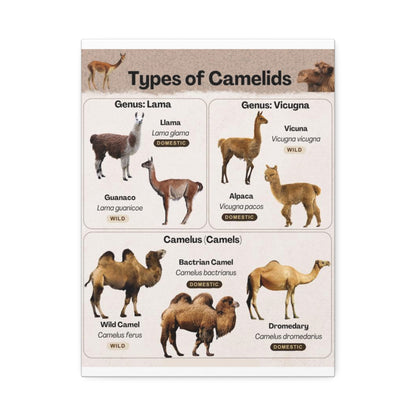 Types Of Camelids Vertical Poster