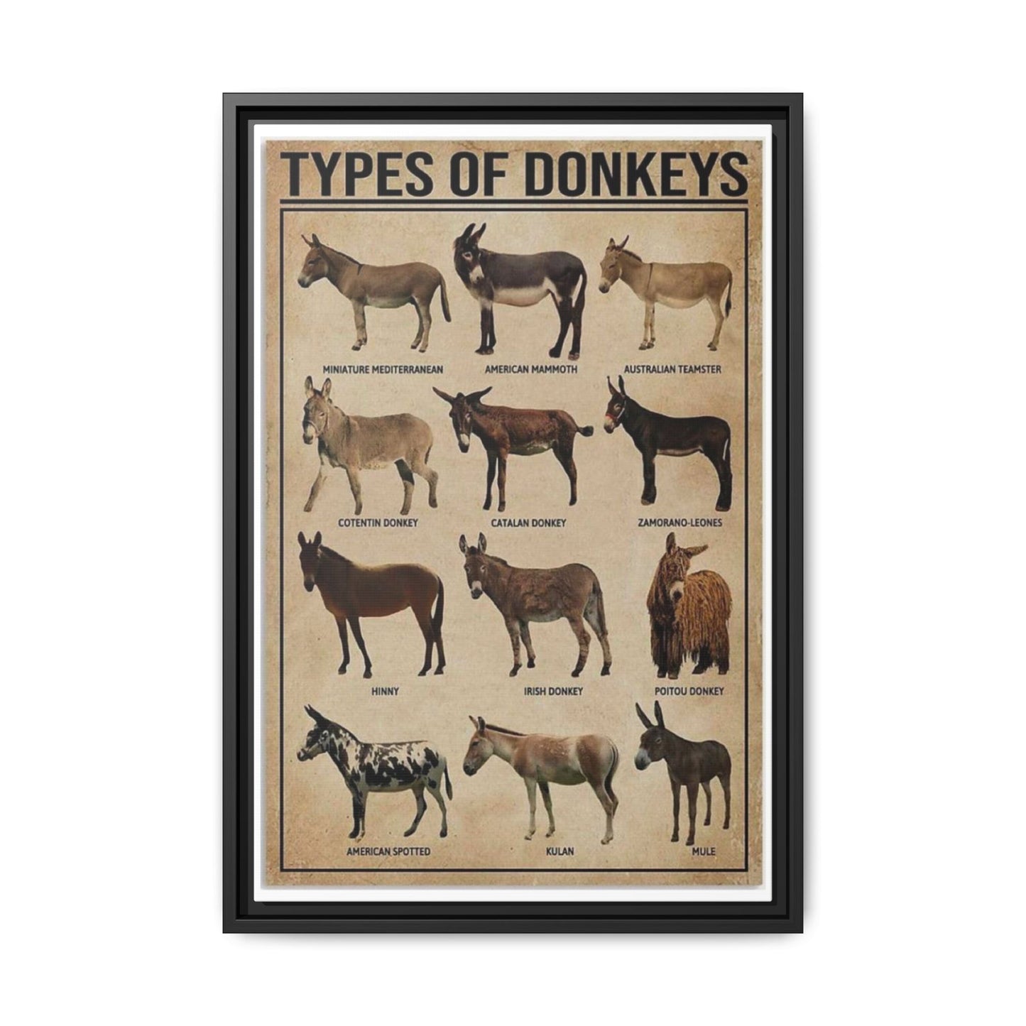 Types Of Donkeys Vertical Poster