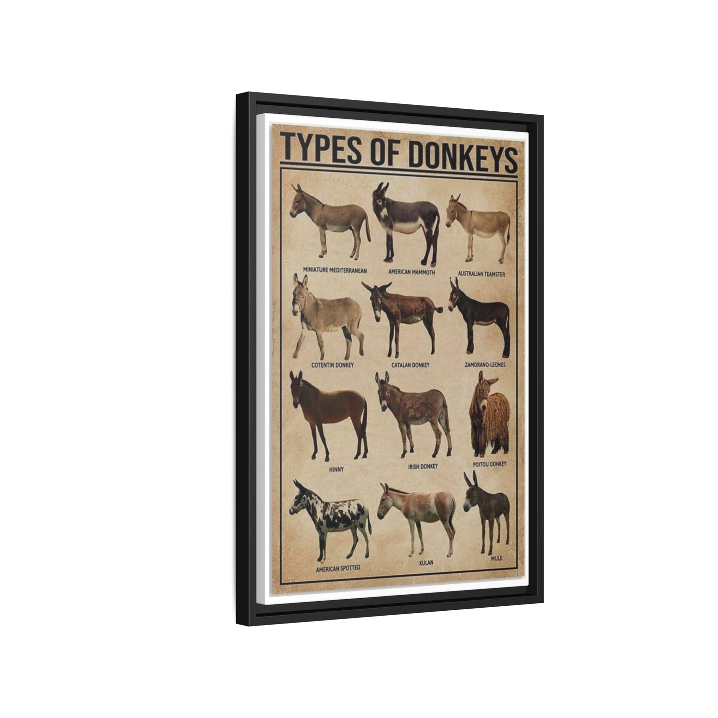 Types Of Donkeys Vertical Poster