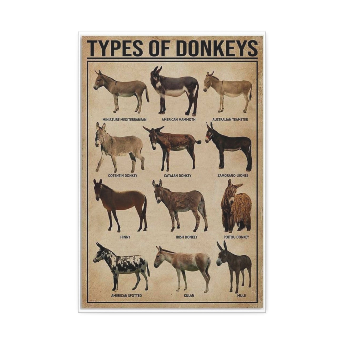 Types Of Donkeys Vertical Poster