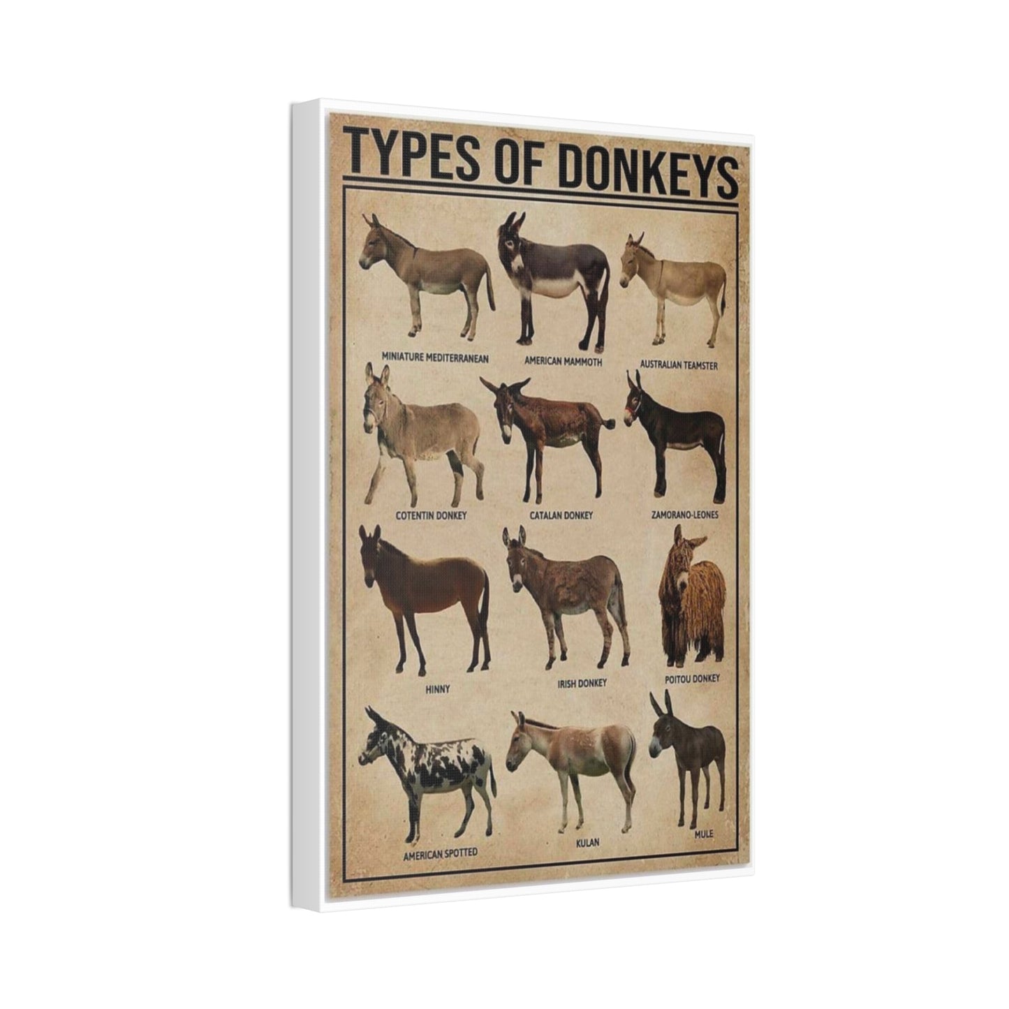 Types Of Donkeys Vertical Poster