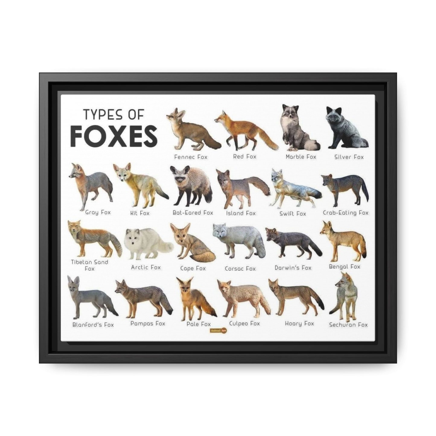 Types Of Foxes Species Identification Poster, Wildlife Guide Vertical Poster