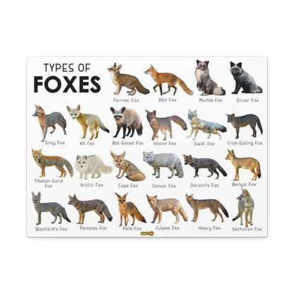 Types Of Foxes Species Identification Poster, Wildlife Guide Vertical Poster