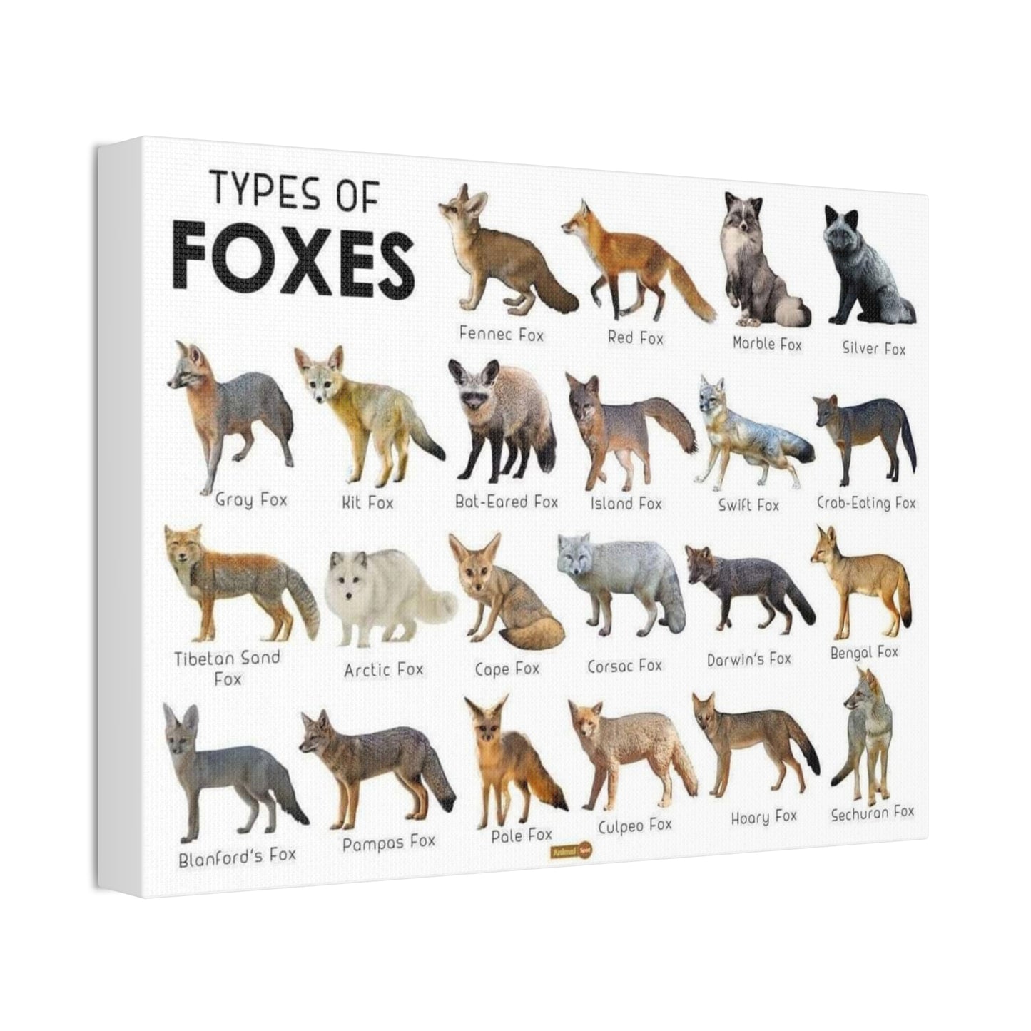 Types Of Foxes Species Identification Poster, Wildlife Guide Vertical Poster